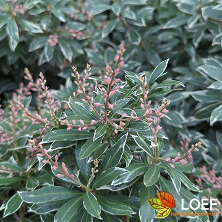 Pieris japonica 'Little Heath' 25/30 C. - afbeelding 1