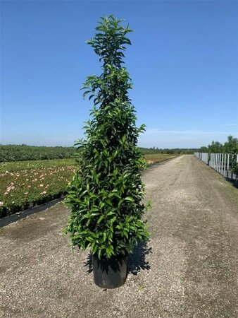 Prunus lusitanica 'Angustifolia' 140/160 KL. - afbeelding 8