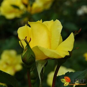 Rosa (F) 'Friesia' W. A-Kwaliteit