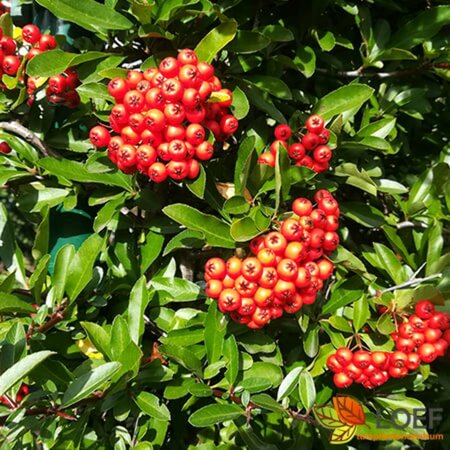 Pyracantha coccinea 'Red Column' 50/60 C.  - afbeelding 1