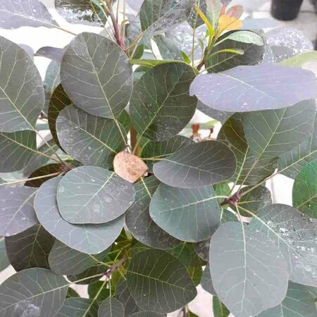 Cotinus coggrygia 'Royal Purple' 40/50 C. - afbeelding 2