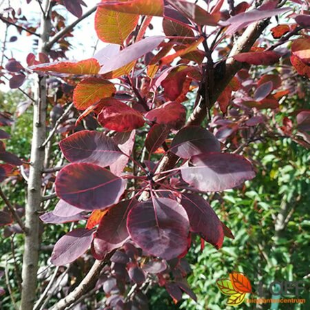 Cotinus coggrygia 'Royal Purple' 125/150 KL. - afbeelding 1