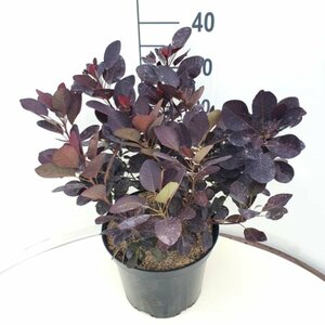 Cotinus coggrygia 'Royal Purple' 40/50 C. - afbeelding 3