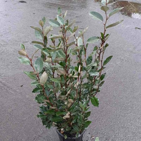 Elaeagnus ebbingei Haagelement 120x155  - afbeelding 2