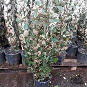 Elaeagnus ebbingei Haagelement 120x155  - afbeelding 3