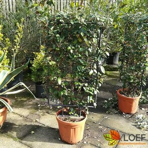 Elaeagnus ebbingei Haagelement 120x155  - afbeelding 5