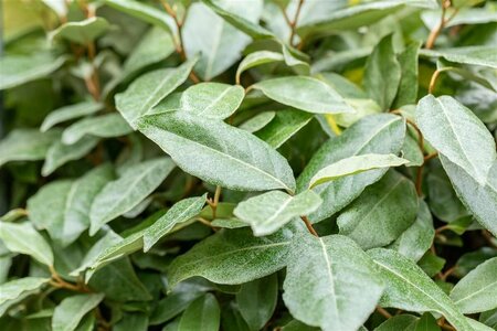 Elaeagnus ebbingei Haagelement 120x155  - afbeelding 1