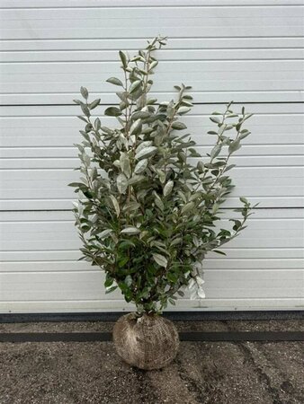 Elaeagnus ebbingei Haagelement 120x155  - afbeelding 4