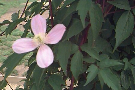Clematis montana 'Rubens' 150/175 C. - afbeelding 1