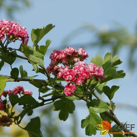 Crataegus media 'Paul's Scarlet' 100/125 C.