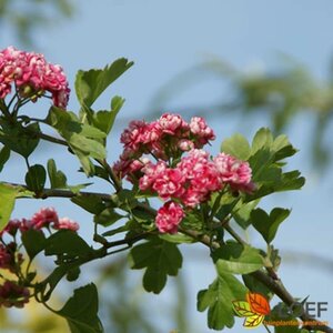 Crataegus media 'Paul's Scarlet' 100/125 C.