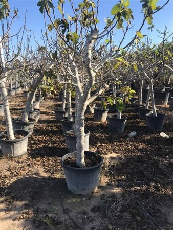 Ficus carica 175/200 C. - afbeelding 4