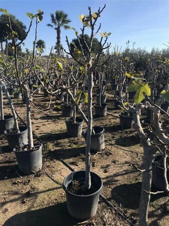 Ficus carica 175/200 C. - afbeelding 2