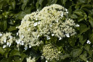 Hydrangea anomala petiolaris 60/80 C. - afbeelding 2