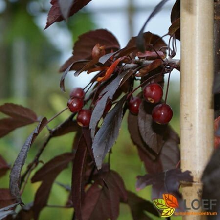 Malus toringo 'Freja' ST. 120 C. - afbeelding 2