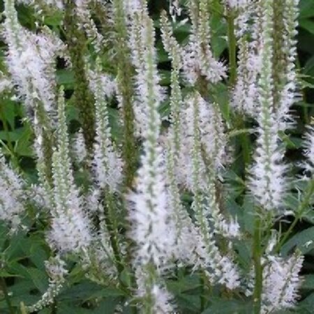 Veronicastrum virginicum 'Diana' P9 - afbeelding 2
