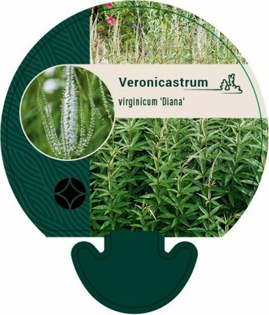 Veronicastrum virginicum 'Diana' P9 - afbeelding 4