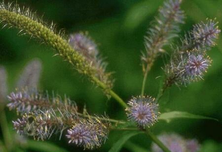 Veronicastrum virginicum 'Diana' P9 - afbeelding 1