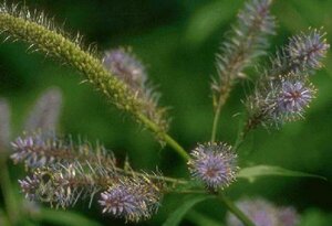 Veronicastrum virginicum 'Diana' P9 - afbeelding 1