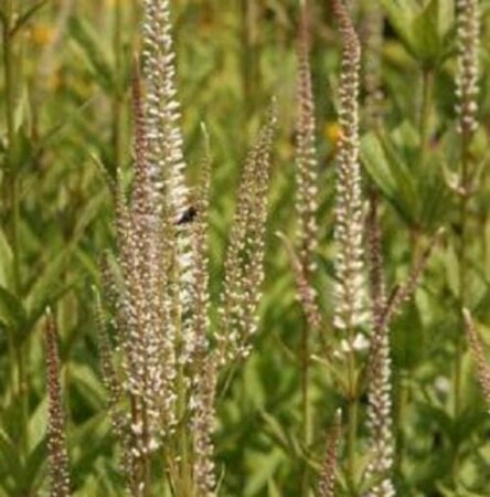 Veronicastrum virginicum 'Diana' P9 - afbeelding 3