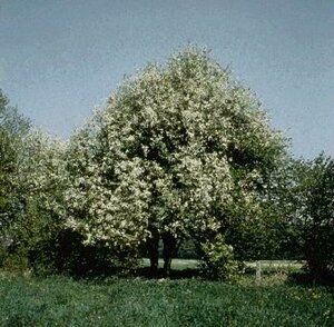 Prunus padus 100/125 C. - afbeelding 2