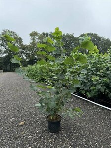 Corylus avellana 150/175 KL. - afbeelding 2