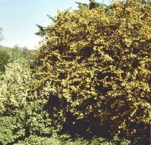 Berberis julianae 30/40 C. - afbeelding 1