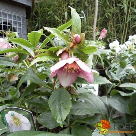 Helleborus or. 'Pink Lady' P9