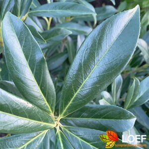 Prunus laurocerasus 'Caucasica' 125/150 C. - afbeelding 1