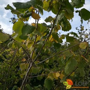 Corylus avellana 100/125 C. - afbeelding 1