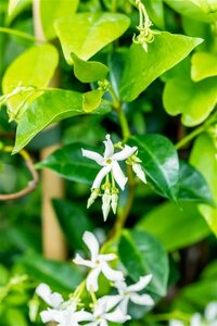 Trachelospermum jasminoides Haagelement 110x200