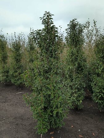 Prunus lusitanica 'Angustifolia' 225/250 KL. Solitair - afbeelding 5