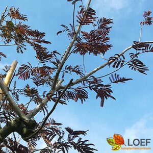 Albizia julibrissin 'Summer Chocolate' 125/150 C.