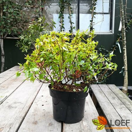 Abelia grandiflora 'Kaleidoscope' 60/80 C. - afbeelding 4