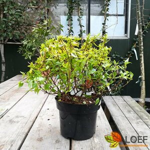 Abelia grandiflora 'Kaleidoscope' 60/80 C. - afbeelding 4