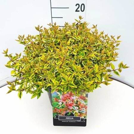 Abelia grandiflora 'Kaleidoscope' 30/40 C. - afbeelding 1