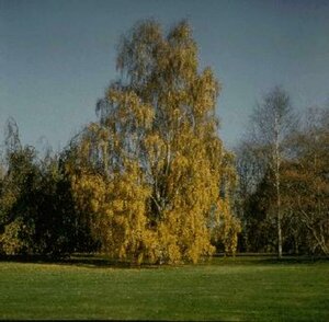 Betula pendula 225/250 KL. Solitair - afbeelding 1