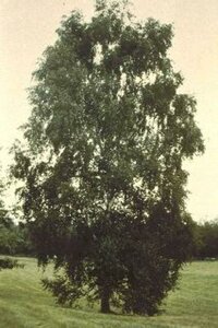Betula pendula 225/250 KL. Solitair - afbeelding 2