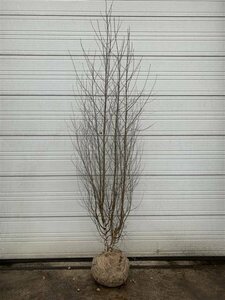 Betula pendula 225/250 KL. Solitair - afbeelding 4