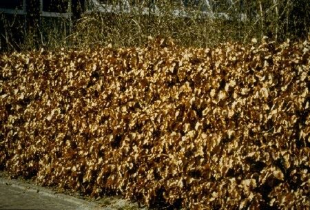 Fagus sylvatica 225/250 KL. Blok - afbeelding 12