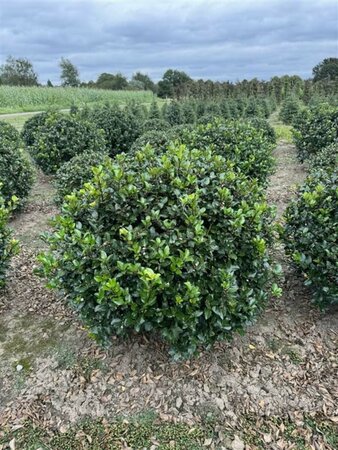Ilex meserveae 'Blue Prince' 80/100 KL. - afbeelding 1