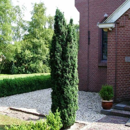 Taxus baccata 'Fastigiata' 125/150 KL. - afbeelding 1