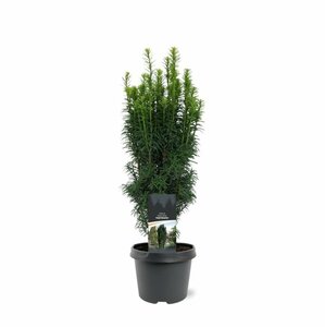 Taxus baccata 'Fastigiata' 125/150 KL. - afbeelding 2