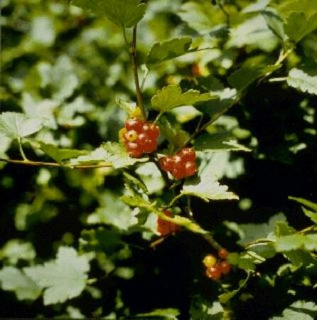 Ribes alpinum 'Schmidt' 125/150 KL. - afbeelding 1