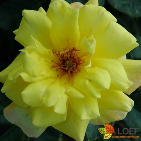 Rosa (K) 'Golden Showers' 60/80 C. - afbeelding 1