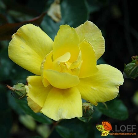 Rosa (K) 'Golden Showers' 60/80 C. - afbeelding 2