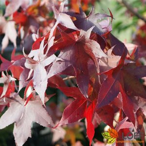 Liquidambar styraciflua 'SlenderSilhouette' 6-8 C. Geveerd