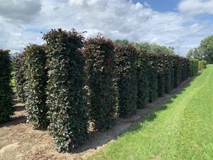 Fagus sylvatica 'Atropunicea' 12-14 C. Geveerd - afbeelding 10