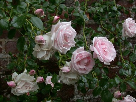 Rosa (K) 'New Dawn' 60/80 C. - afbeelding 1