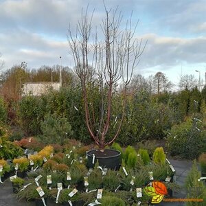 Prunus serrula 250/275 C.